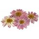 Box of 300 Pressed Mini Daisy Edible Flowers - Nurtured in Norfolk